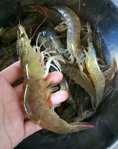 煮虾时，别直接下锅！记住这3点，虾肉鲜嫩Q弹无腥味