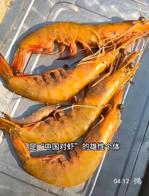 青岛虾 黄海之滨的“小鲜肉”传奇